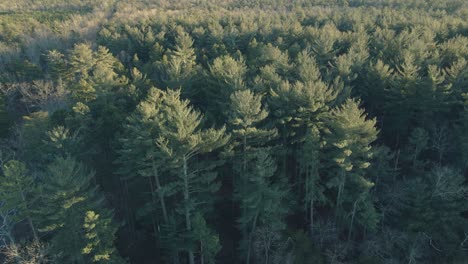 dense forest within atsion lake in wharton state forest in the pine barrens, atsion, burlington county, new jersey