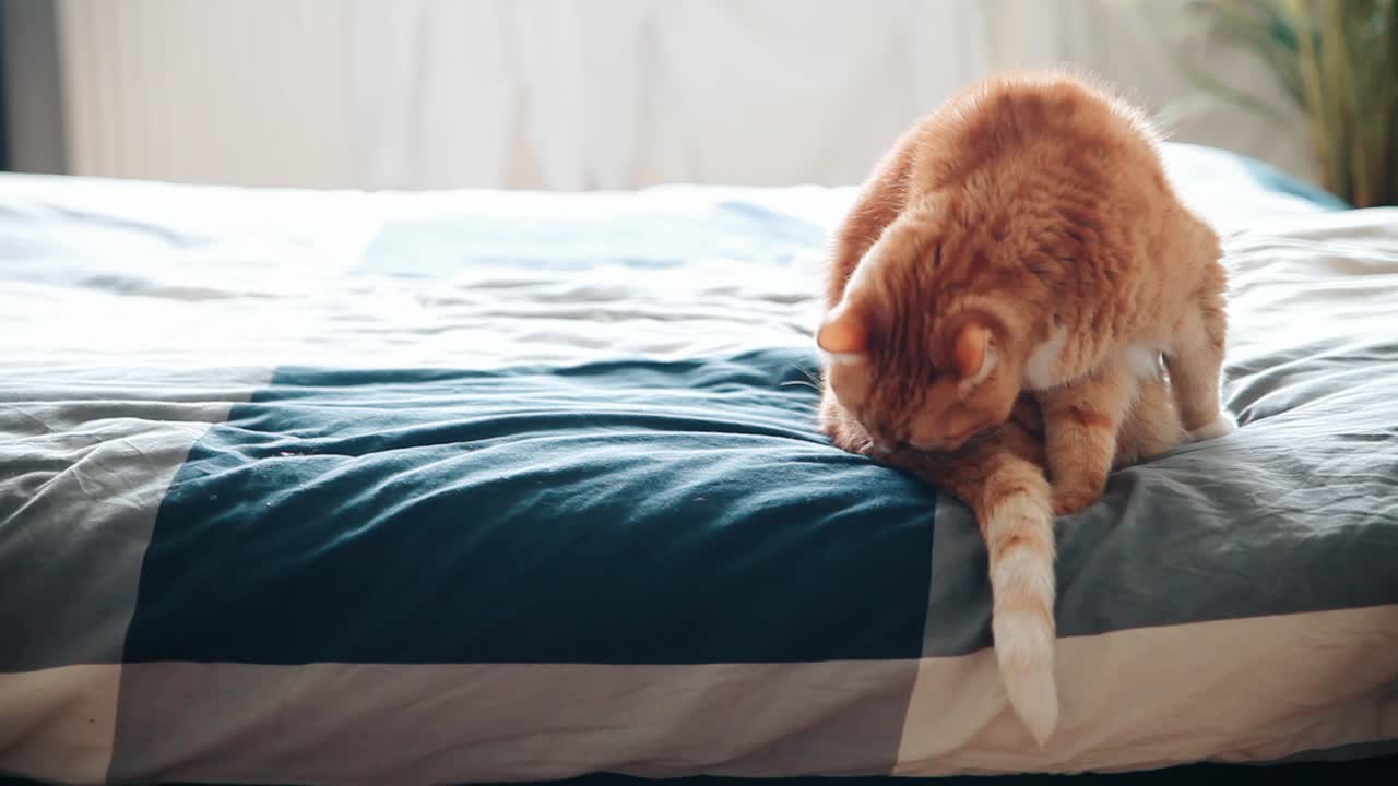 Red fat cat chilling and licking-washing himself on a bed