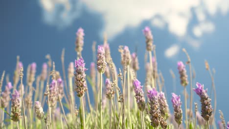Lavendelblüte-In-Einem-Feld-Vor-Blauem-Himmelshintergrund---Nahaufnahme