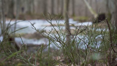 Green-plant-with-person-running-far-in-distans