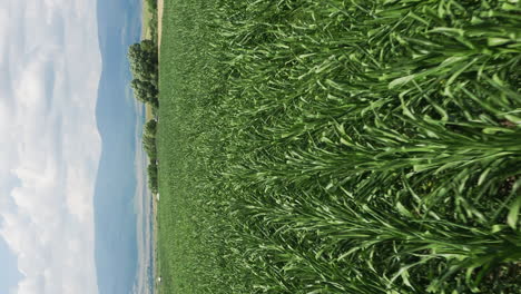 Paso-Elevado-Vertical-Bajo-Sobre-El-Campo-De-Cultivo-De-Maíz-Cerca-De-Delnita,-Rumania