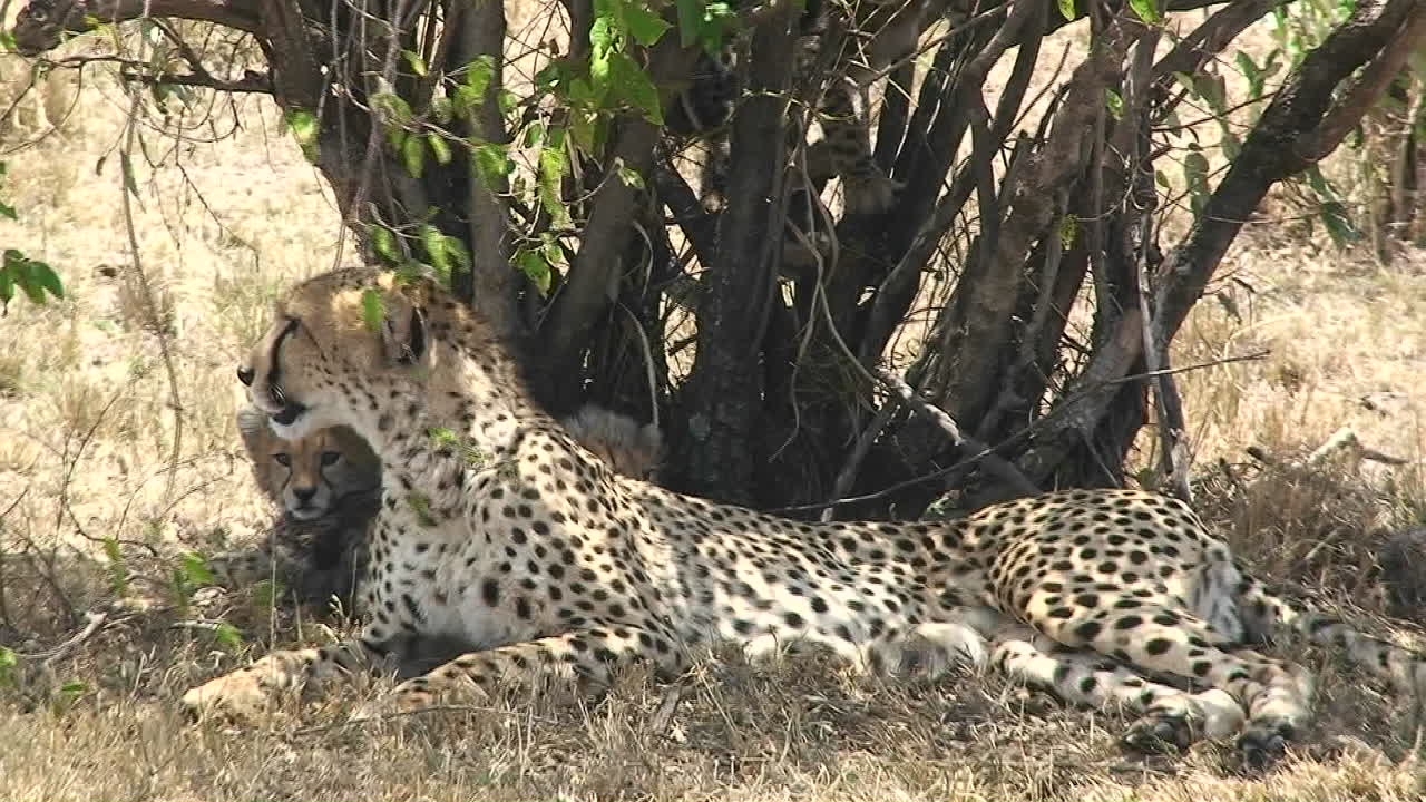 una madre leopardo con cachorros se sienta debajo de un árbol mientras los bebés juegan