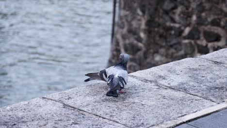 two pigeons interact affectionately on a stone ledge beside water, under soft natural daylight, with a steady camera and a calm, intimate mood