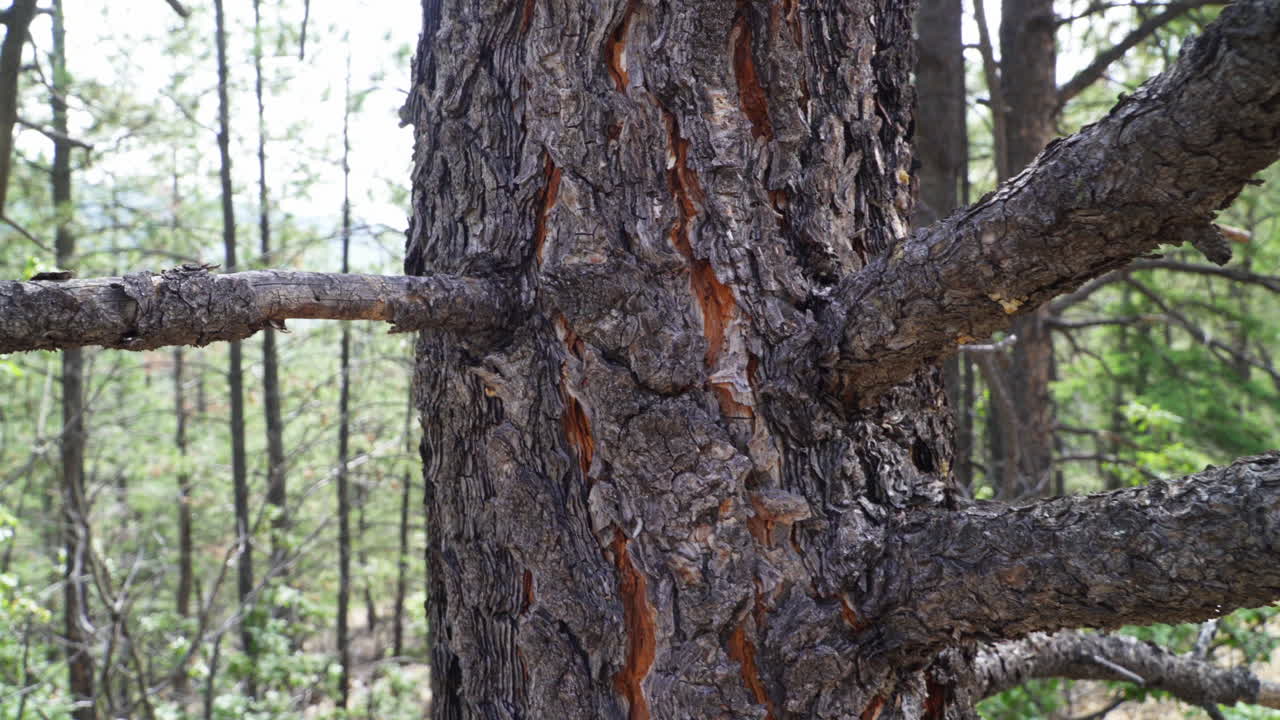 This clip shows a dolly zoom of a tree trunk in the forest.