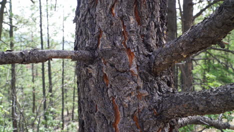 this clip shows a dolly zoom of a tree trunk in the forest.