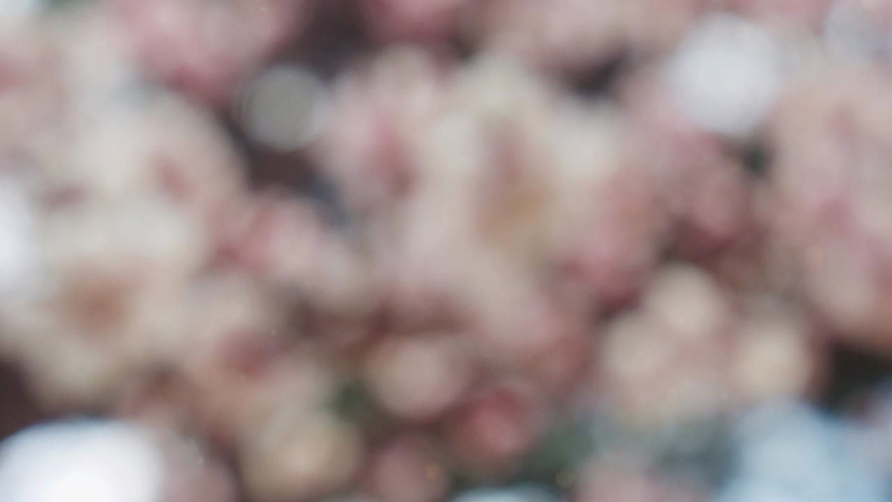 fondo de movimiento de bokeh de bosque abstracto