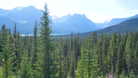 POV-Kameraansicht-Des-Kiefernwaldes-Mit-Rockie-Bergkette-Im-Banff-Nationalpark-In-Alberta,-Kanada-Von-Der-Berghügel-Naturlandschaftsansicht-In-Kanada-In-4k-Kiefernwald-Im-Sommer
