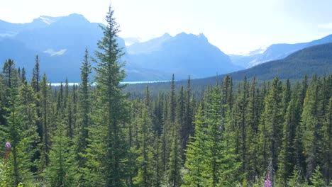 vista de la cámara pov del bosque de pinos con la cordillera rocosa en el parque nacional de banff en alberta, canadá desde la vista del paisaje natural de la colina de la montaña en canadá en 4k- bosque de pinos en verano