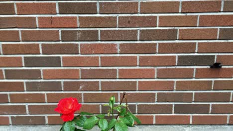 close up of a wet flower against a brick wall background