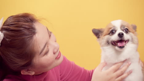 asian woman playing with chihuahua mix pomeranian dogs for relaxation on bright yellow background-4