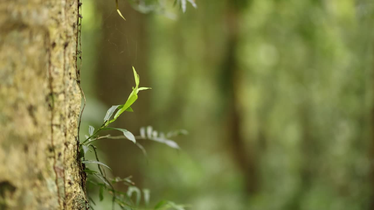 Close-up of tree leaves swaying gently in Dorrigo forest. Soft lighting and serene atmosphere captured in a natural setting