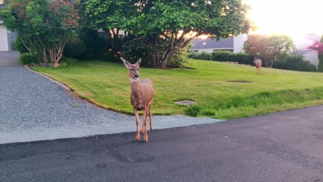 black-tailed deer standing on street in anacortes, washington