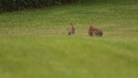 Zwei-Kaninchen,-Die-Paarungsausstellung-In-Einem-Grünen-Feld-Durchführen