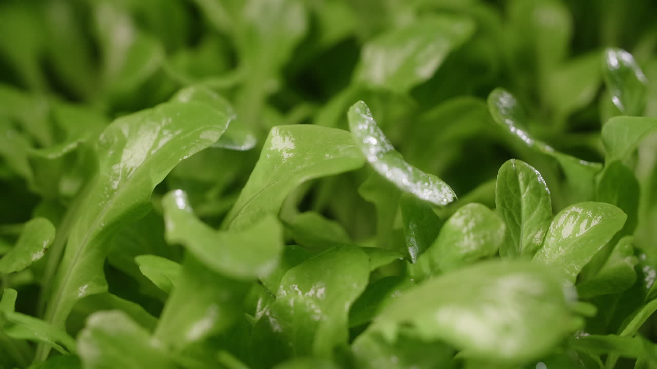 primer plano de hojas de lechuga fresca