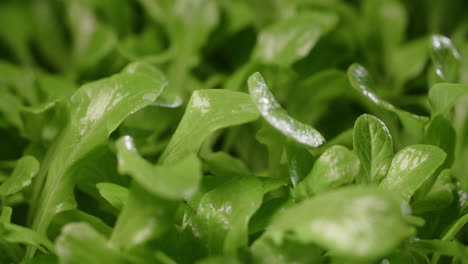 primer plano de hojas de lechuga fresca