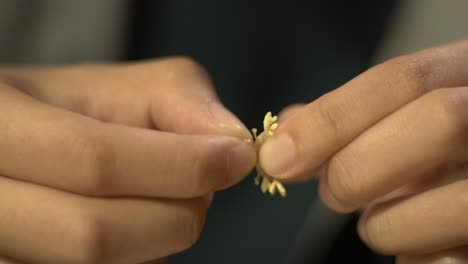 Small-scented-yellow-flowers-for-herbal-tea-being-plucked-from-stem,-filmed-as-close-up