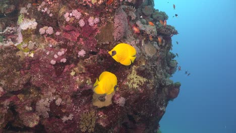 yellow butterflyfishes swimming around big coral rock in the red sea