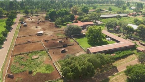 drone aerial, milking cows in feeding pens farmstead buildings