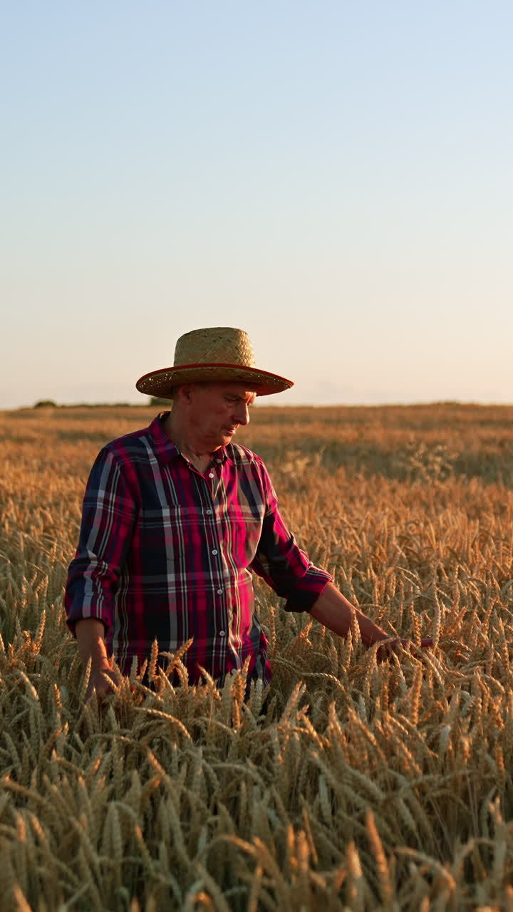 Aged farmer walks in the wheat up to his waist. Man in hat strokes ripe ears of corn while walking. Vertical video