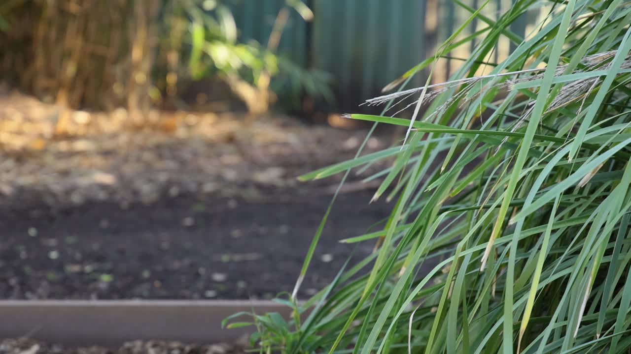 la hierba se balancea suavemente en el zoológico