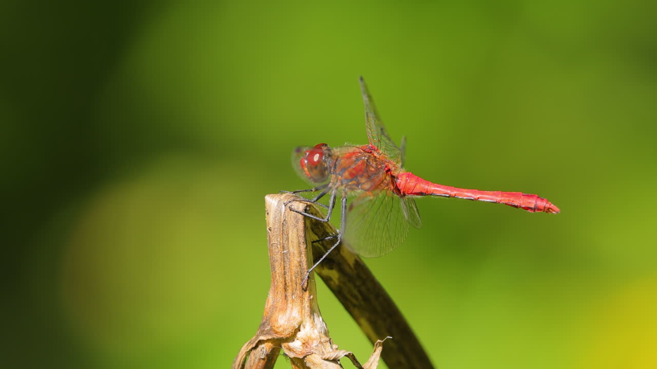 la libélula escarlata (crocothemis erythraea) es una especie de libélula de la familia libellulidae. sus nombres comunes incluyen escarlata ancha, darter escarlata común.