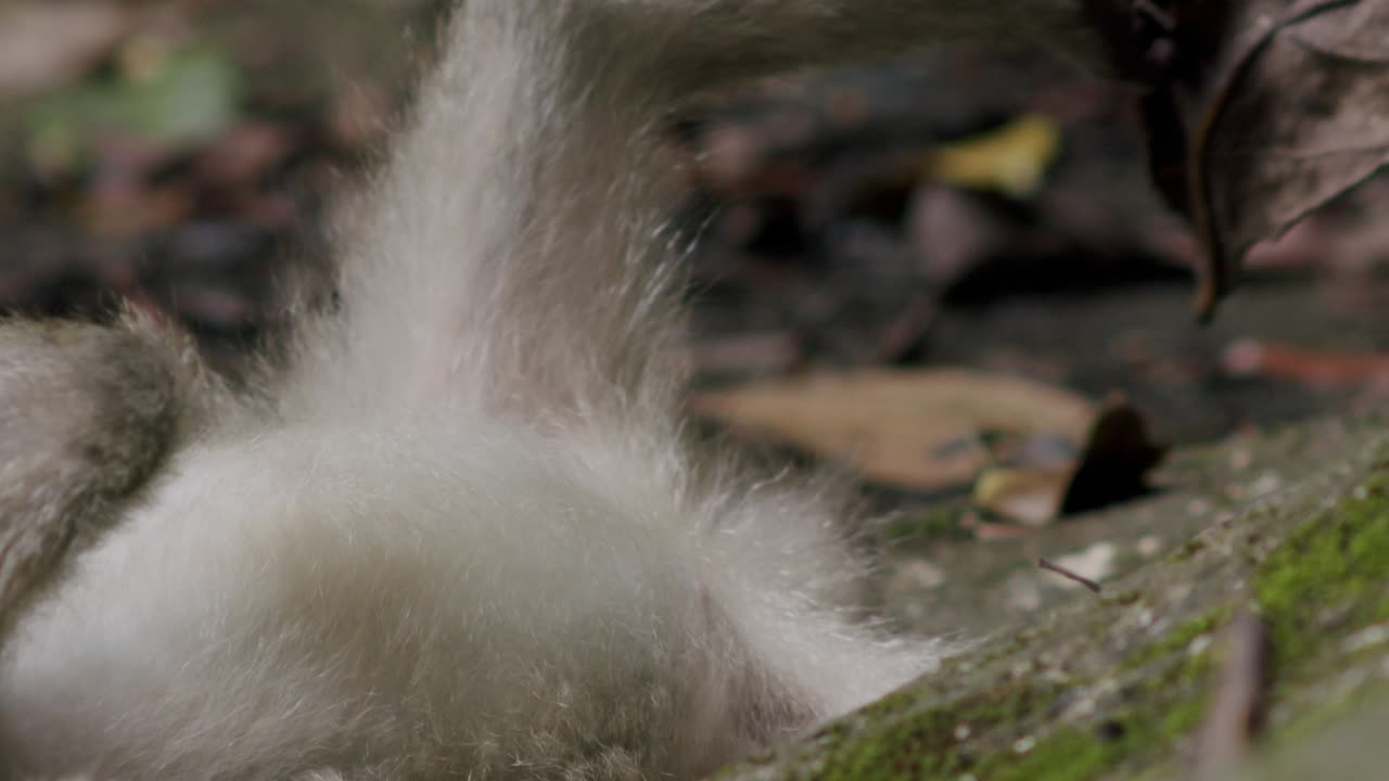 깨진 선글라스 조각을 조작하는 야생 원이