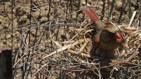 Very-hot-mother-bird-protecting-eggs