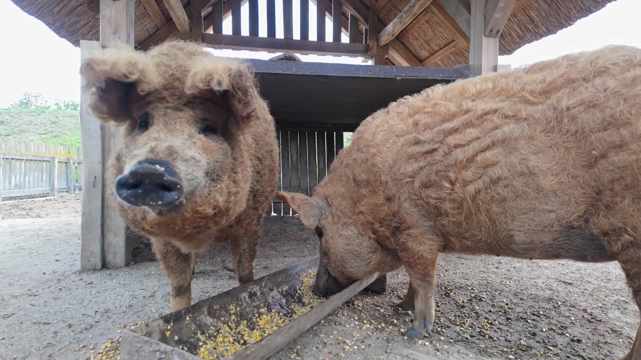 Close-up of Hungarian traditional Mangalica pigs eating corn from a trough in an outdoor pigpen