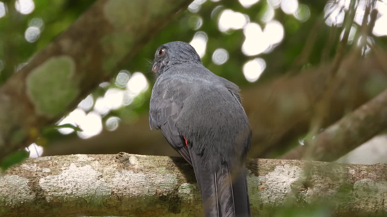 trogon de cola de celosía levantando su cola y mostrando sus plumas rojas en un bosque verde impresionante