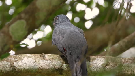 Lattice-tailed-Trogon-lifting-its-tail-and-showing-off-his-red-under-feathers-in-a-breathtaking-green-forest