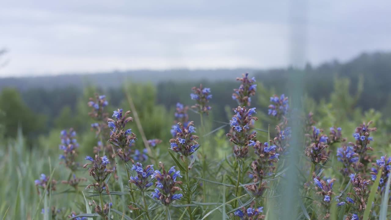 flores de color púrpura en un campo con montañas al fondo