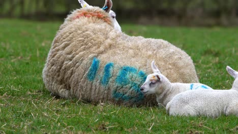 Nahaufnahme-Von-Lamm-Und-Schaf-Im-Stehen-Auf-Einem-Bauernhof