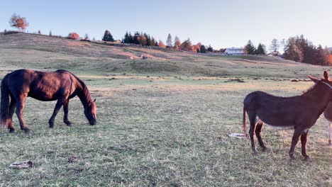 wide shot of brown horse grazing on a green meadow