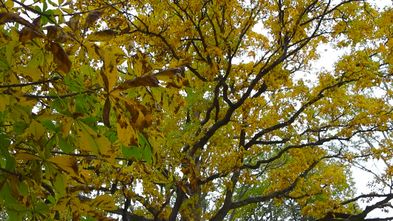 Golden yellow, brown and green chestnut tree leaves close up or closeup footage during autumn day time while sky is cloudy in the background. Leaves are moving slightly in the wind and tree is visible