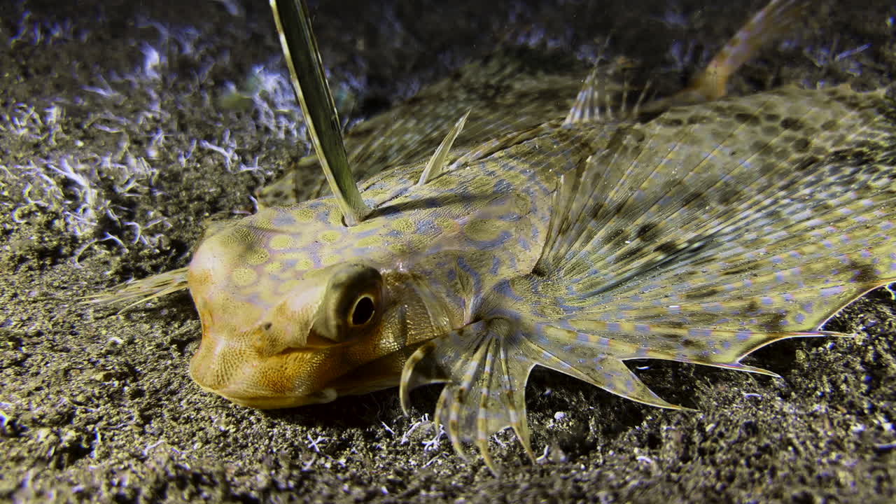 Close-up of a Flying gurnard lying on the seabed at night. The fish has folded its wing-like fins and is opening and closing its mouth