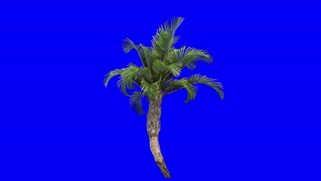 3D-curly-palm-with-wind-effect-on-blue-screen-3D-animation