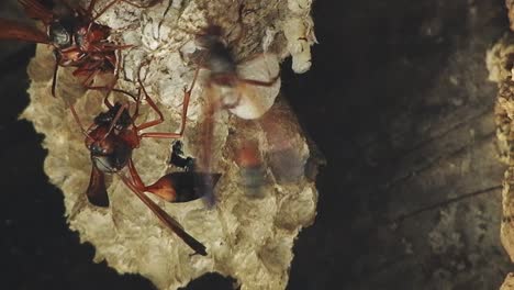 large insect red wasp nest with baby wasp larvae being fed and nurtured