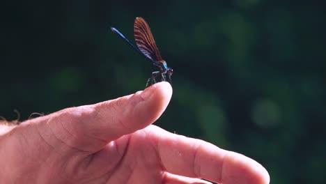 Close-up-of-a-blue-dragonfly-perched-on-reed,-Ebony-Jewelwing-flying-away-in-slowmotion