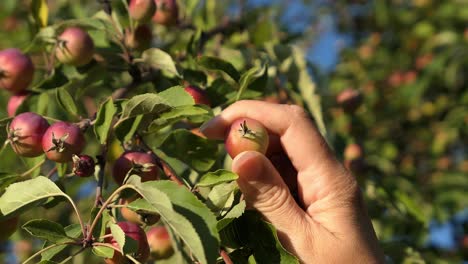 Mujer-Recogiendo-Fruta-Pequeña-Del-árbol-Al-Atardecer,-Primer-Plano-De-Manzano-Silvestre