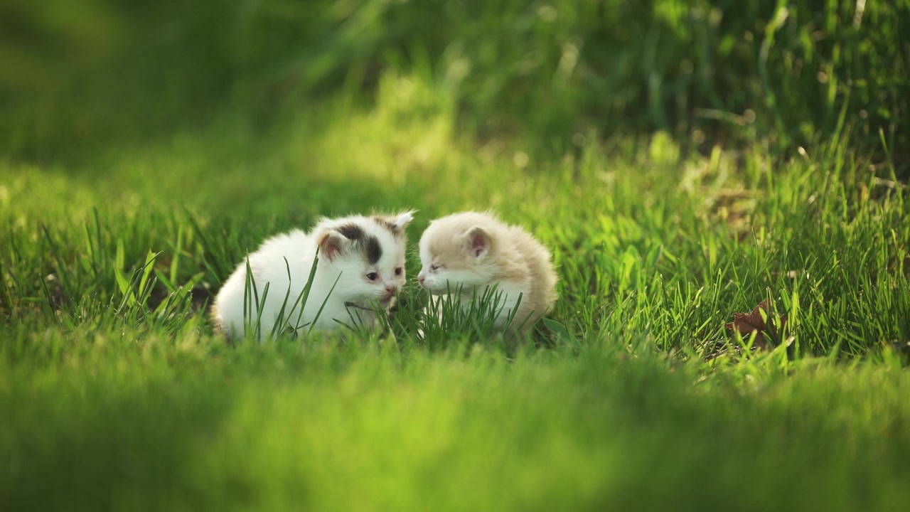 Dos gatitos juguetones en la hierba al atardecer.
