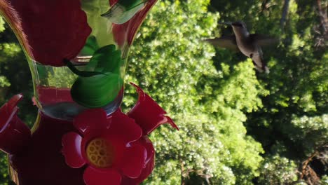 en un patio trasero en los suburbios, un diminuto colibrí con plumas verdes revolotea alrededor de un comedero para pájaros en cámara lenta y ve cómo la parte de atrás de su cabeza toma bebidas y finalmente se va volando