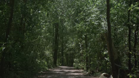 Eine-Spur-Von-Bäumen-In-Einem-Waldgebiet