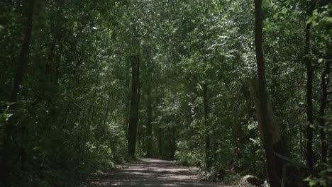 a trail of trees in a wooded area