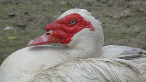 muscovy duck drake