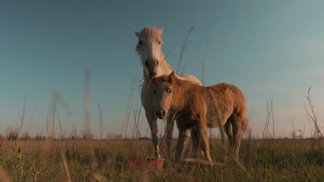 two horses looking at the camera, one white and one brown, in a meadow in the camargue in the south of france with a beautiful sunset, during the golden hour, blue sky, no clouds, no people