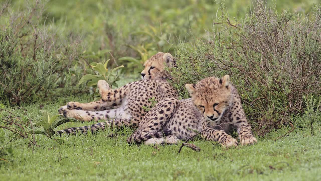 los cachorros de guepardo acostados en la hierba en áfrica en el parque nacional serengeti, una pareja de dos guepardos en la naturaleza en tanzania en áfrica en safari de vida silvestre africano animales de juego