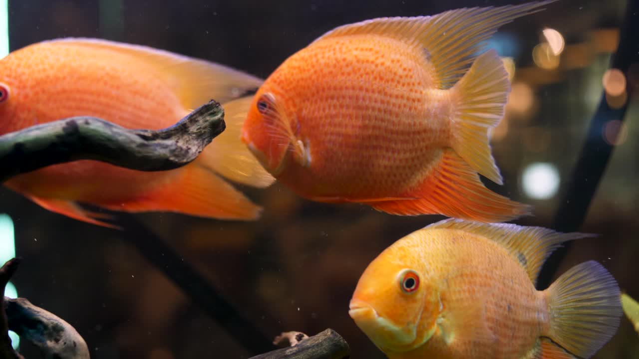 pez naranja en un acuario