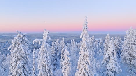 aerial view circling snowy trees, polar sunrise with the moon in north finland