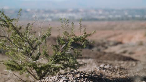 Two-bushes,-one-with-growth-and-one-without