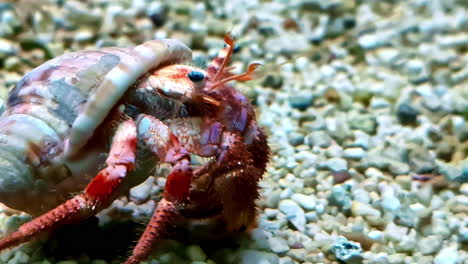 a hermit crab occupies a scavenged shell as it crawls across the ocean floor - isolated macro